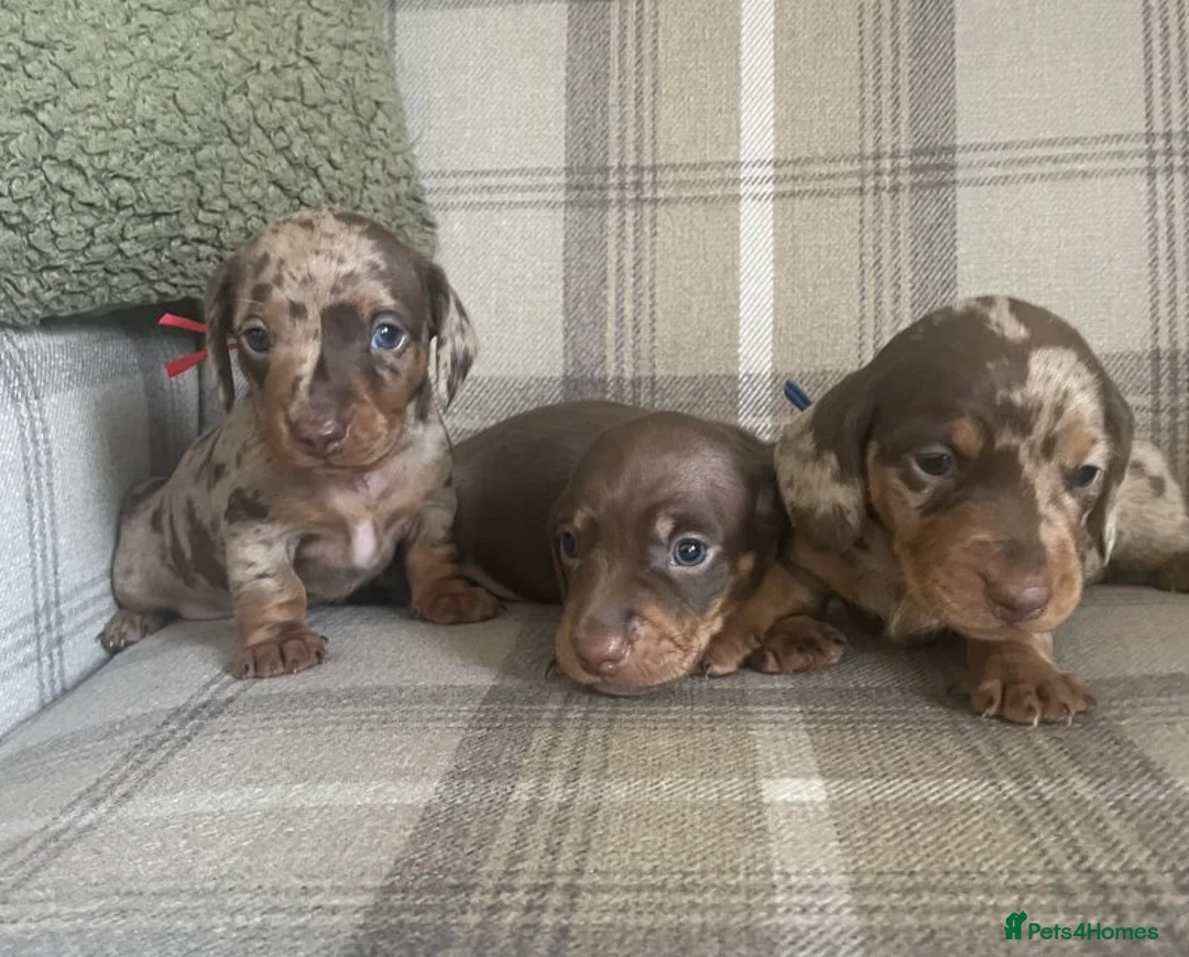 Miniature Dachshund dogs for sale: miniature dachshunds puppies for sale - Advert 5