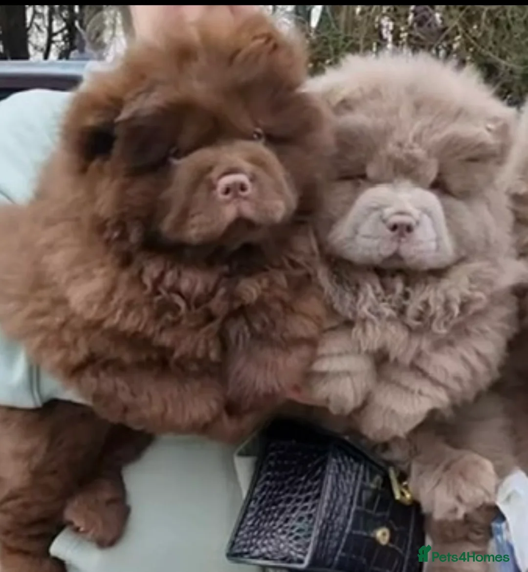 Chow Chow dogs for stud: Chocolate delight Bruno - Advert 13