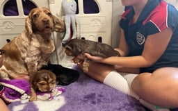 Cocker Spaniel dogs for sale: KC Reg Show Cocker Ext health tested - Image 5