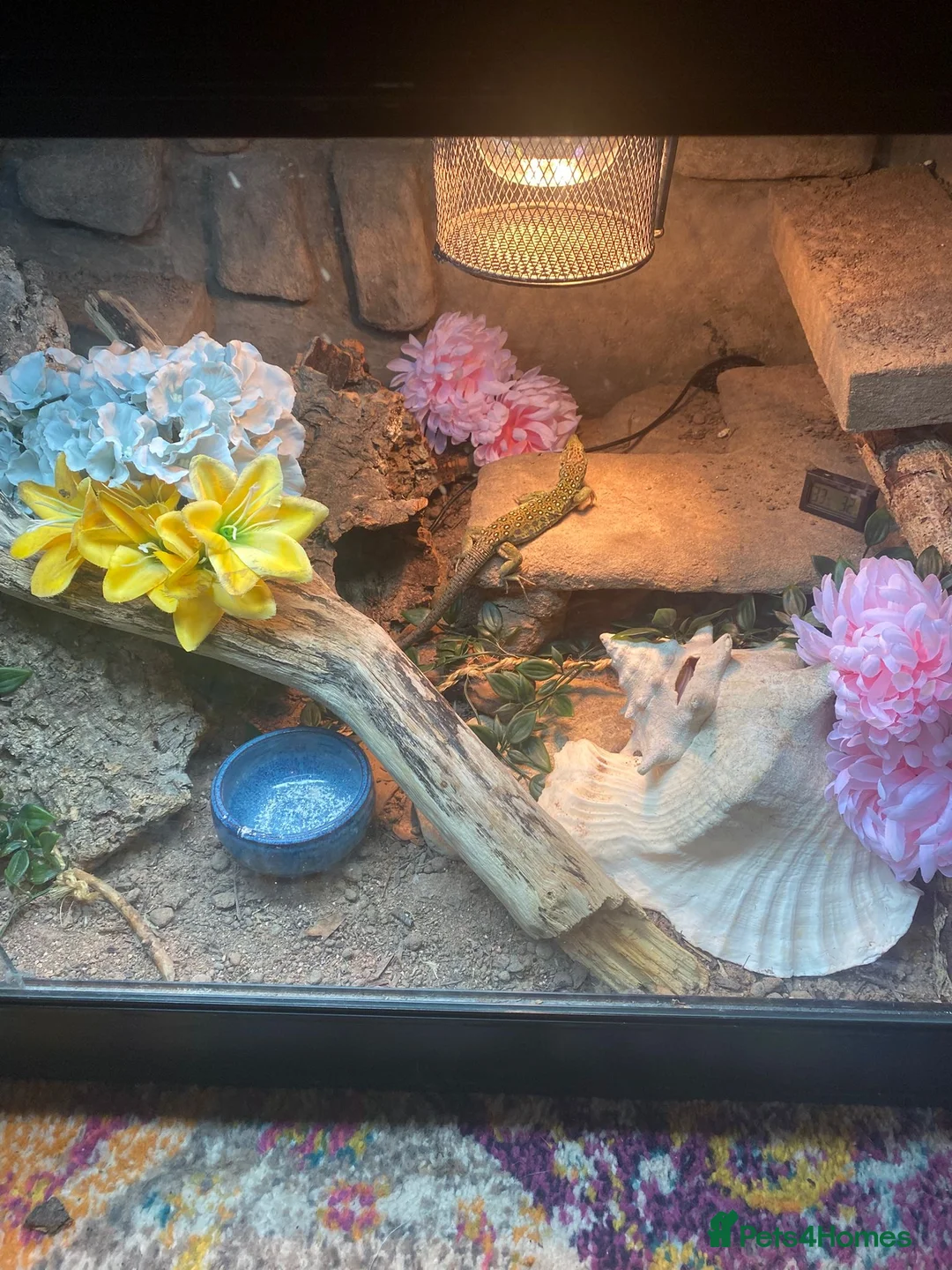 Lizard reptiles for sale: Jewelled Lizard (Male)  in Stirling - Advert 6