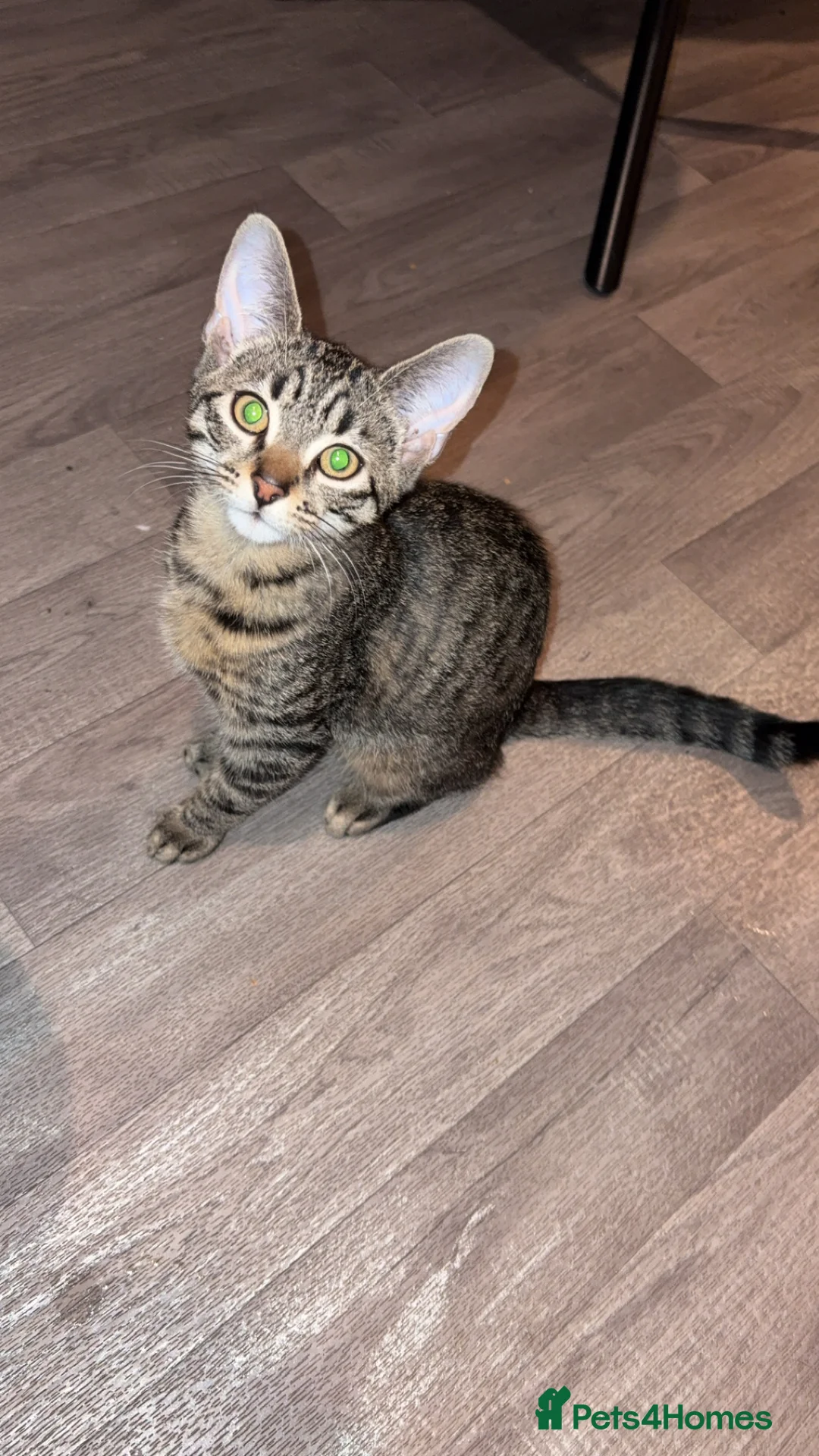 American Shorthair cats for sale: 3 Male Kittens looking for their forever home - Advert 4