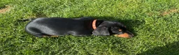 Miniature Dachshund dogs for sale: Miniature short haired Dachshund Puppy’s - Advert 28