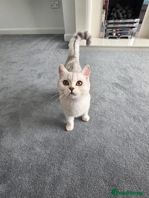 British Shorthair cats BSH snowqueen Narla  - Advert 2