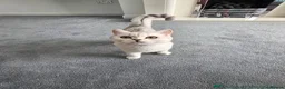 British Shorthair cats for sale: BSH snowqueen Narla  - Advert 2