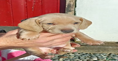 Miniature Dachshund dogs - Advert 3