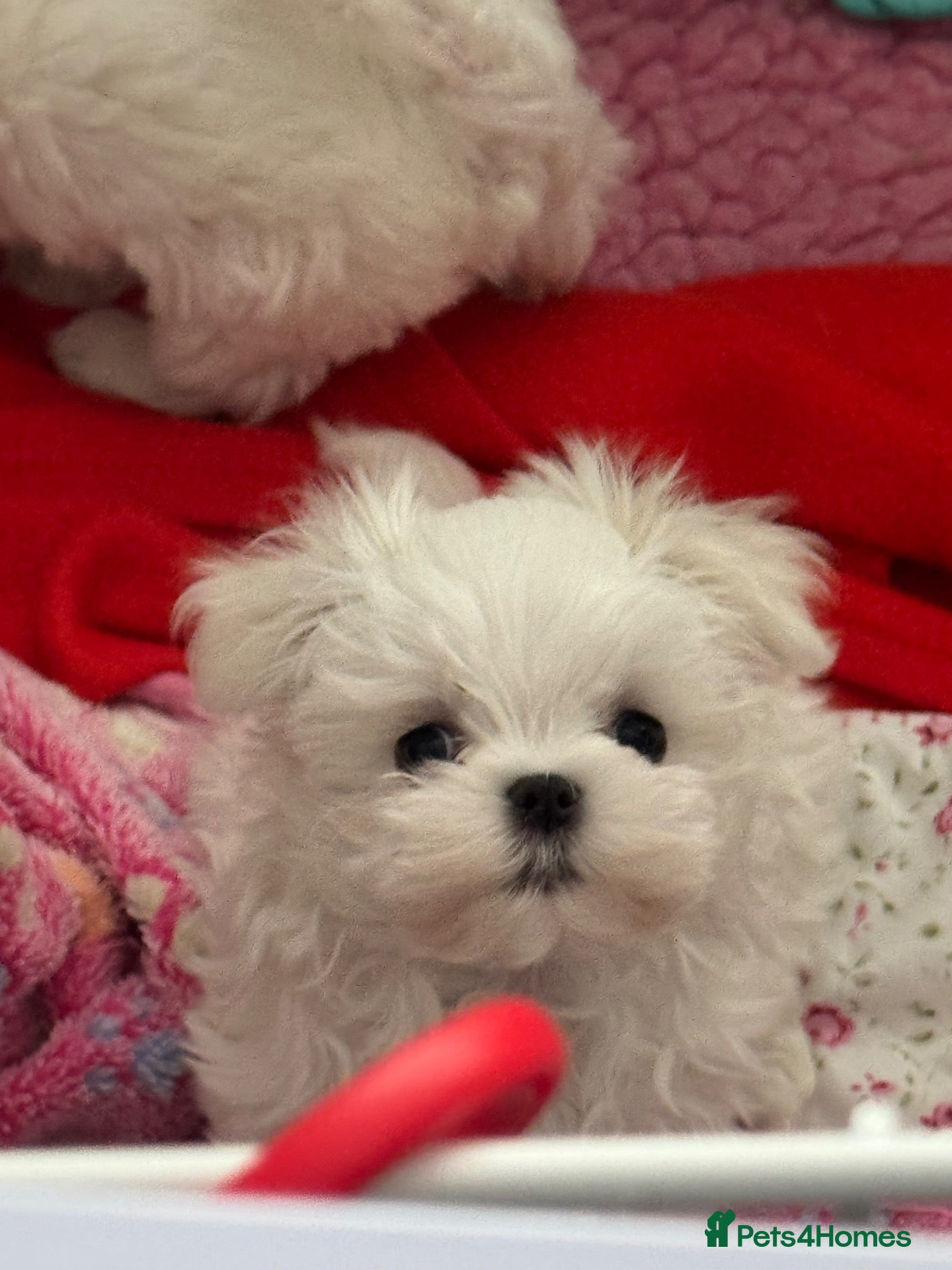 Maltese dogs for sale:  Maltese one boy left - Advert 3