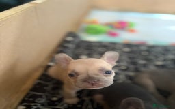 French Bulldog dogs for sale: Last 3 pups available !!Kc French bulldog puppy’s  - Image 8