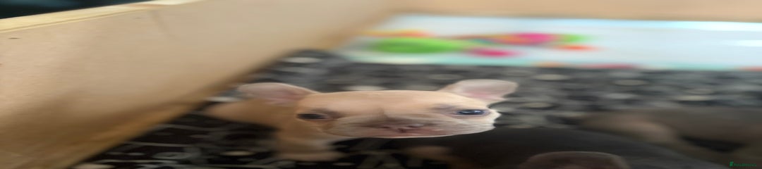 French Bulldog Puppy 4