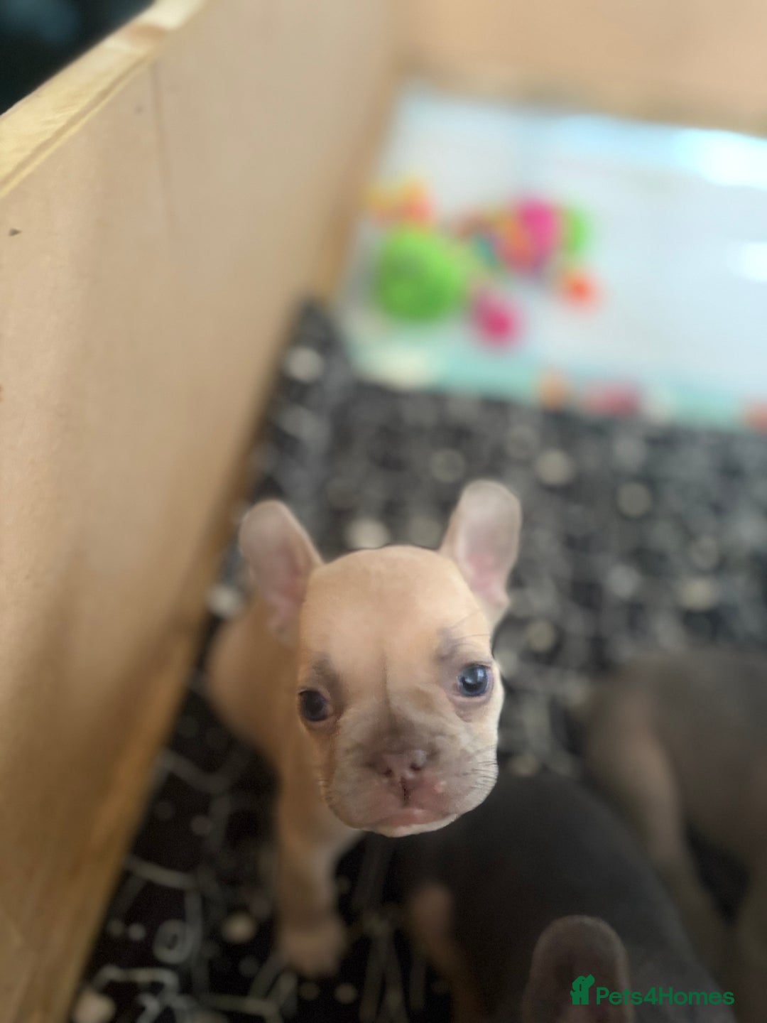 French Bulldog dogs for sale: Last 3 pups available !!Kc French bulldog puppy’s  - Image 8