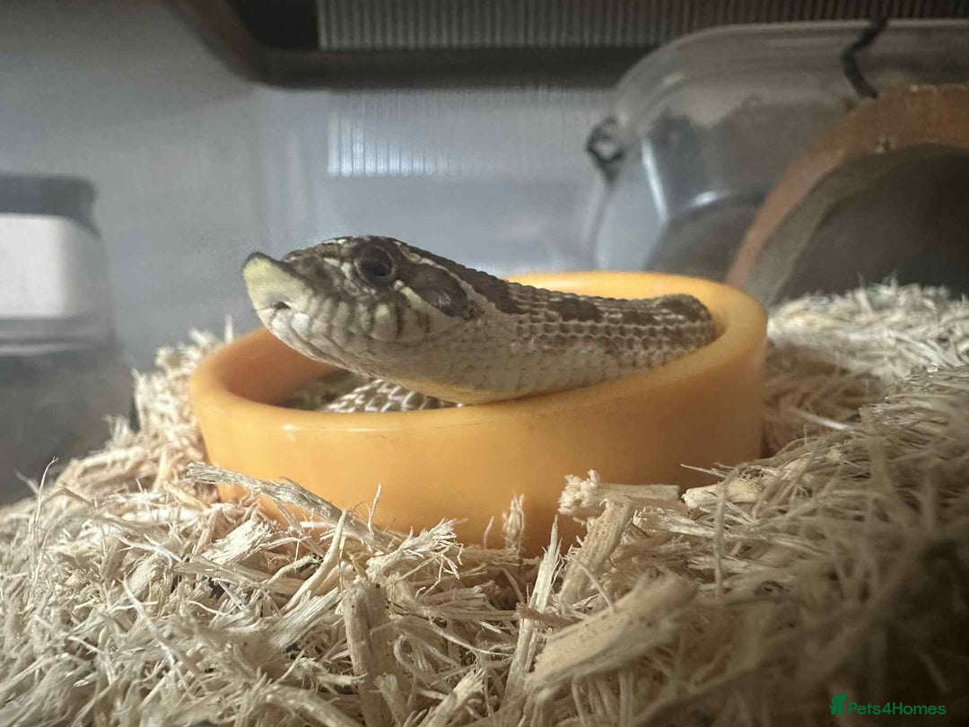 Snake reptiles for sale: Western Hognose Snake - Image 7