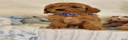 Cavapoo dogs for sale: 💖BEAUTIFUL LICENSED-BRED CAVAPOOS💖 - Advert 25