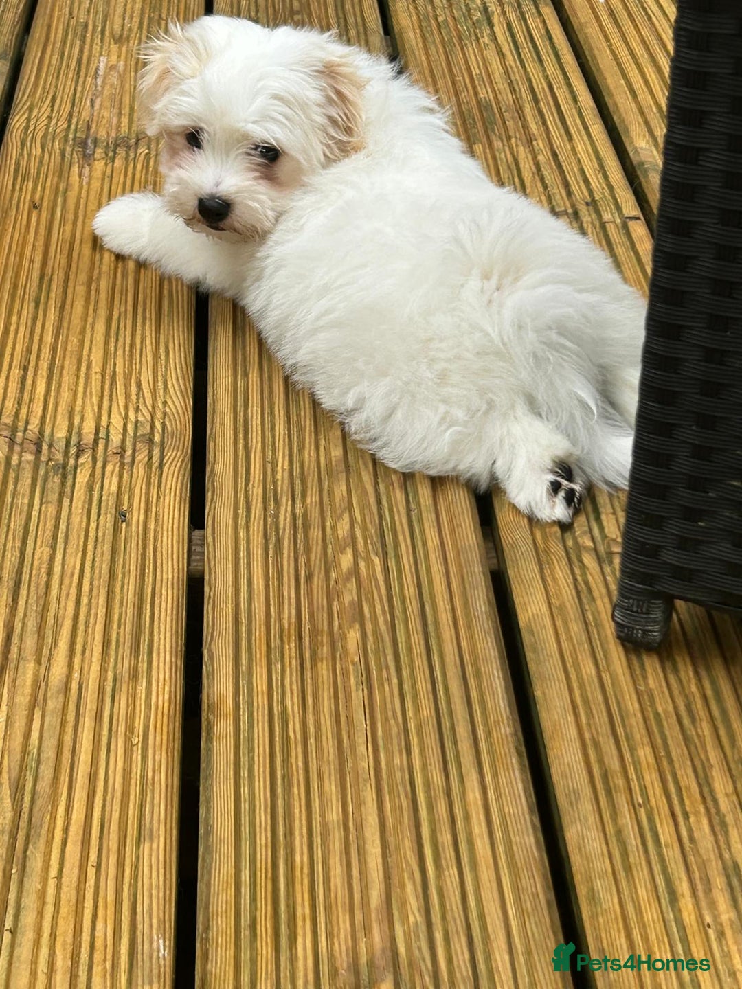 Coton De Tulear dogs for sale: 2 Stunning coton de Tulear girls - Image 2