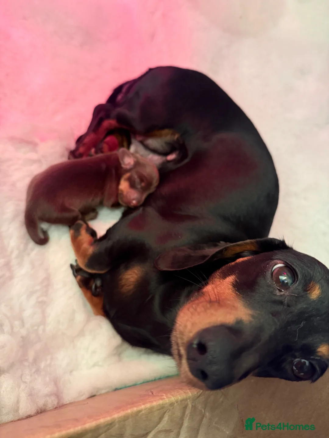 Miniature Dachshund dogs for sale: Smooth haired miniature Dachshund  - Advert 3