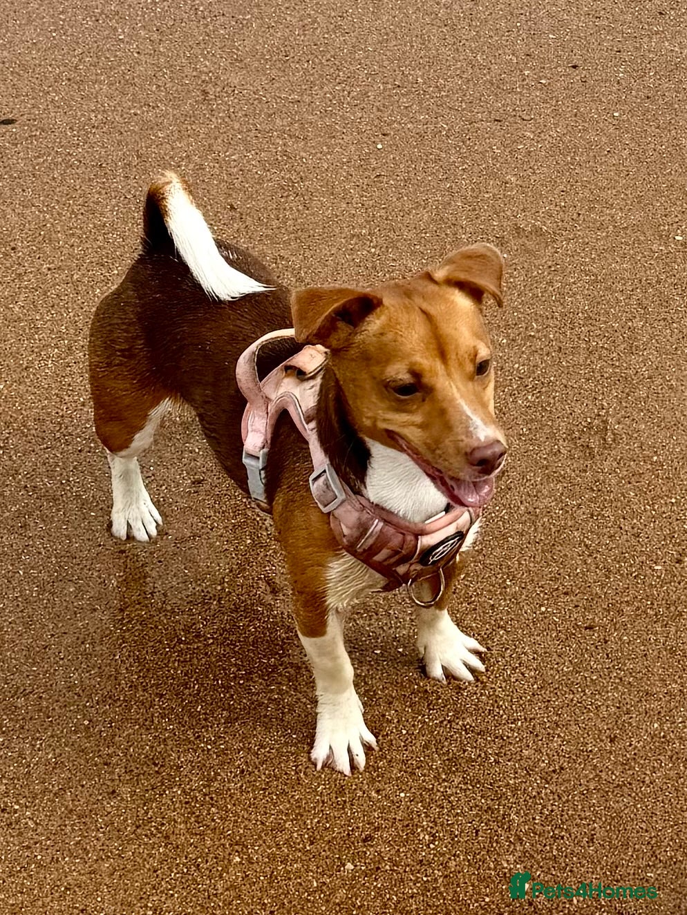 Jack Russell dogs Miniature Jack Russell pups - Advert 2