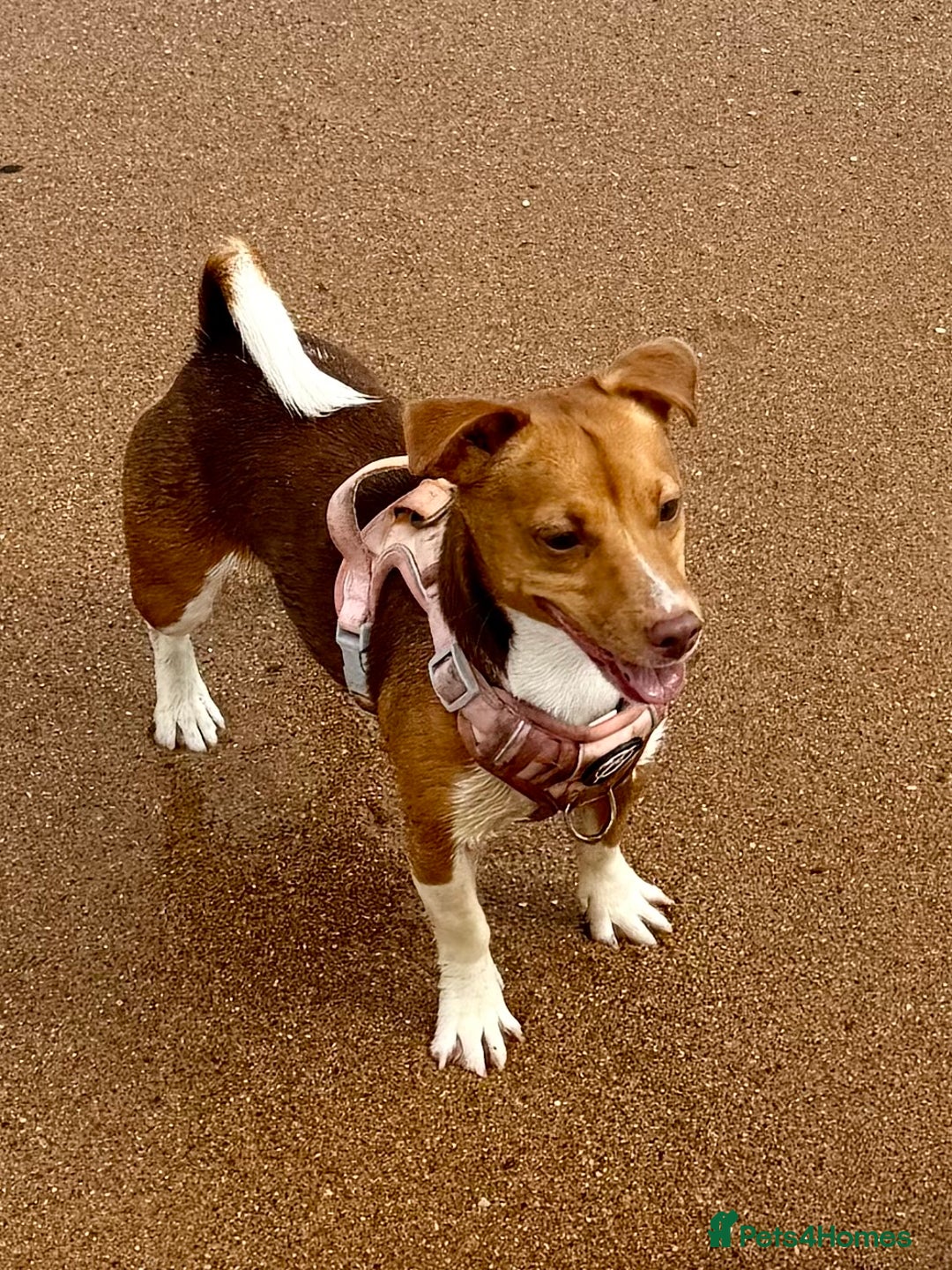 Jack Russell dogs for sale: Miniature Jack Russell pups - Advert 1