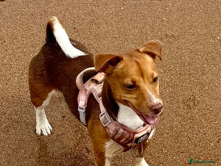 Jack Russell dogs Miniature Jack Russell pups - Advert 2