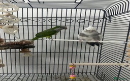 Cockatiels birds for sale: white cockatiel, Green Quaker with cage and toys - Image 5