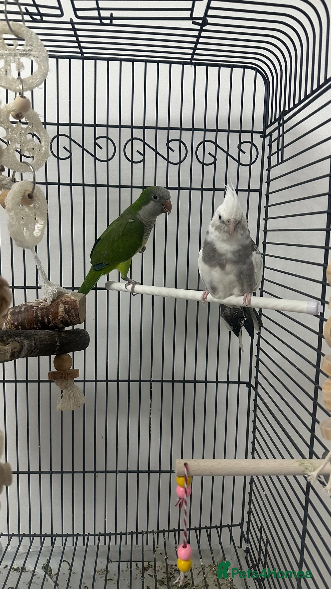 Cockatiels birds for sale: white cockatiel, Green Quaker with cage and toys - Image 5