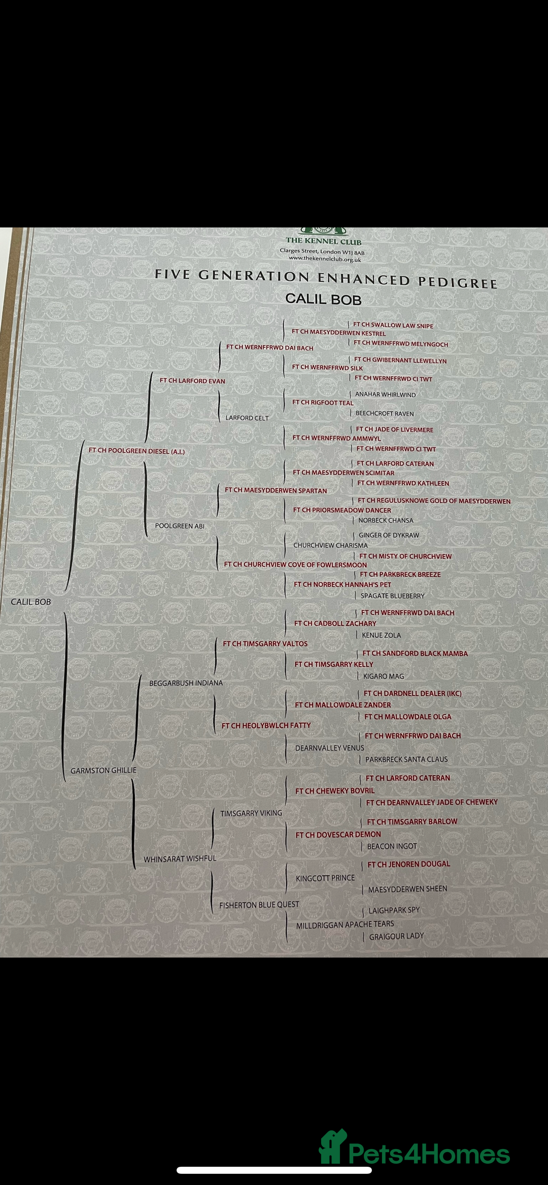 Cocker Spaniel dogs for sale: Make Working cocker spaniel puppies  - Image 16