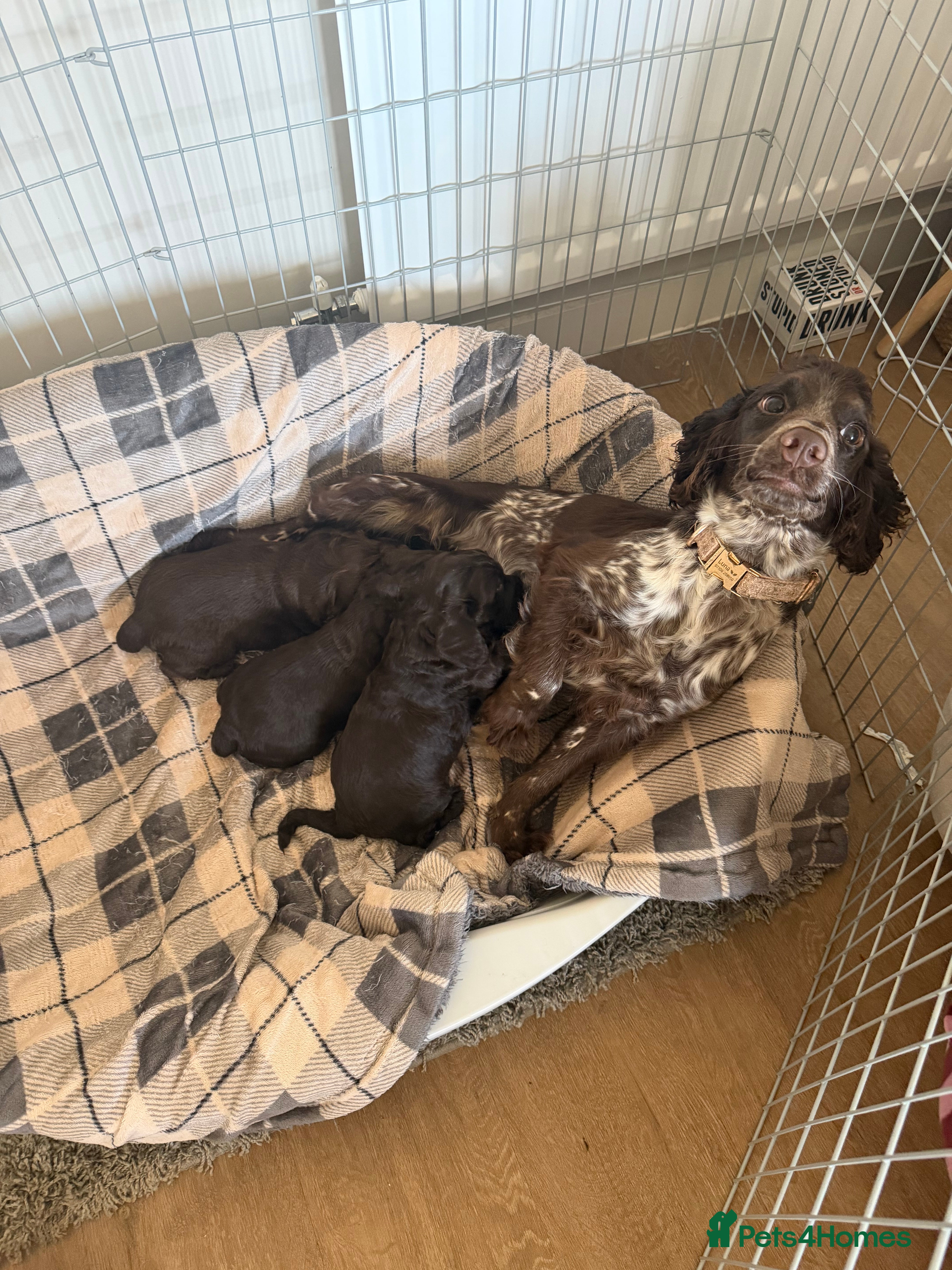 Cocker Spaniel dogs Dark Brown Cocker Spaniel Boy – Last One Left - Advert 2