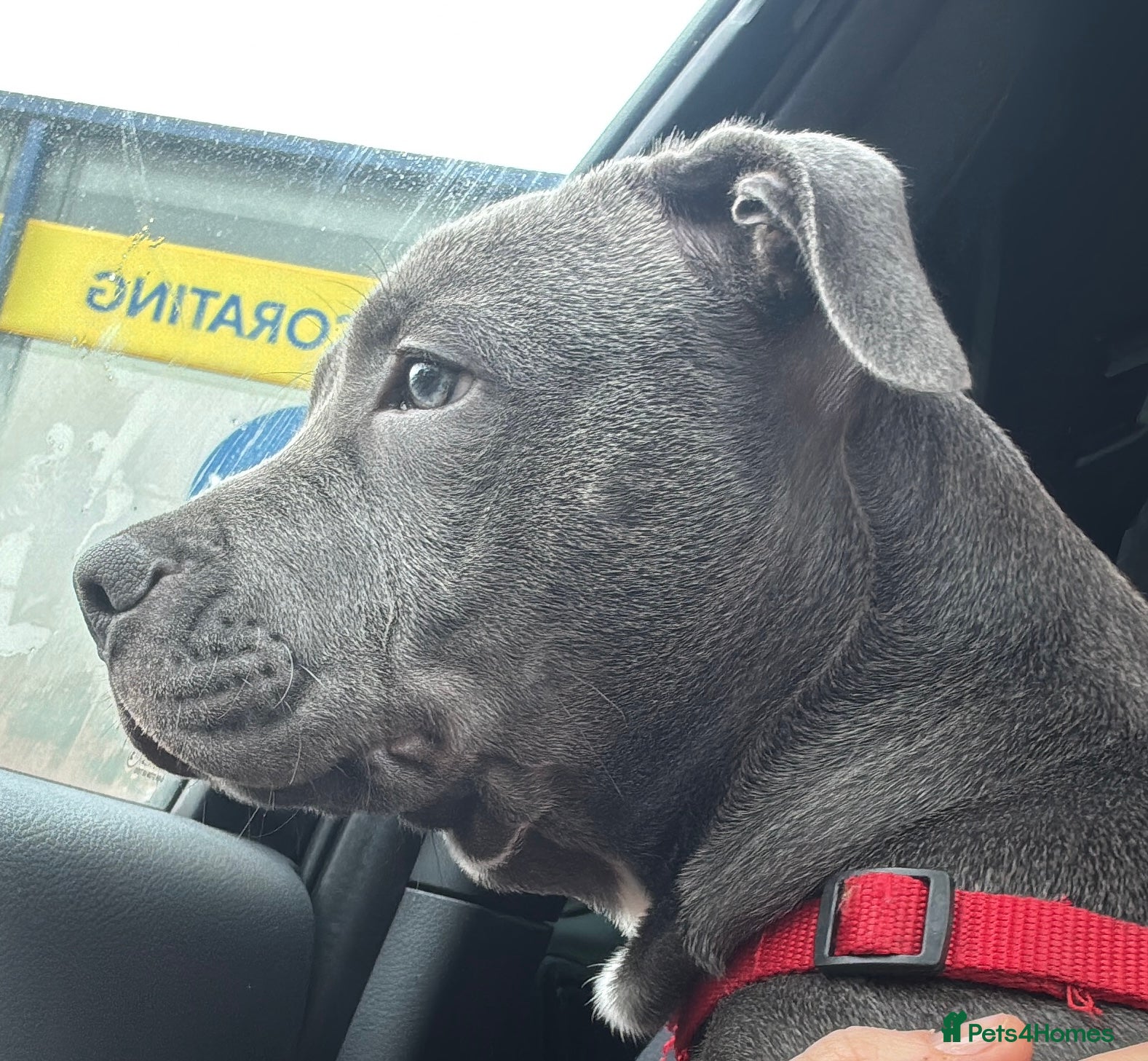 Staffordshire Bull Terrier dogs 7 month old Staffordshire bull terrier  - Advert 5
