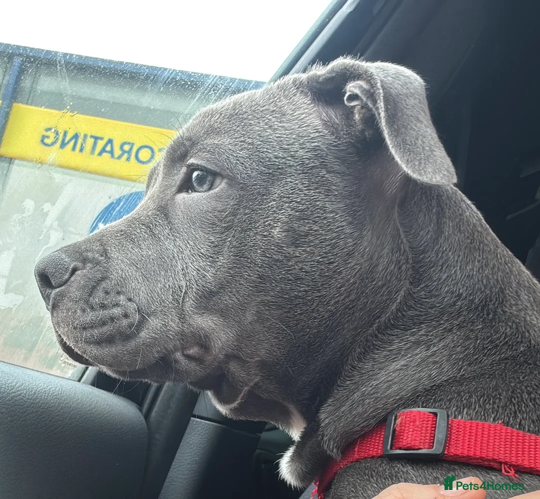 Staffordshire Bull Terrier dogs for sale: 7 month old Staffordshire bull terrier  - Advert 1