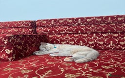 British Shorthair cats for sale: Unique lilac british shorthair  - Image 7