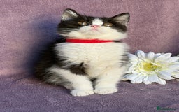 British Shorthair cats for sale: BSH adorable red tabby/ chocolate/ bicolour  - Image 8