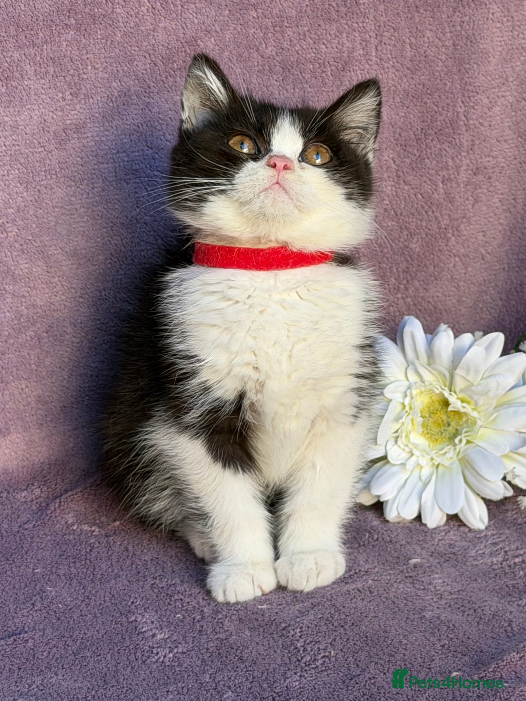 British Shorthair cats for sale: BSH adorable red tabby/ chocolate/ bicolour  - Image 8