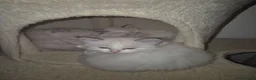 Ragdoll cats for sale: Four gorgeous Ragdoll kittens  - Advert 4