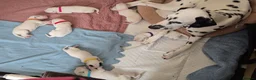 Dalmatian dogs for sale: 7 stunning Dalmatian pups in Reading - Advert 11
