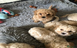 Poochon dogs for sale: Poochon pups for sale - Image 6