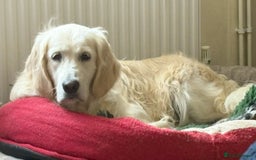 Golden Retriever dogs for sale: KC Registered  boy from 5 Star Breeder  - Image 4