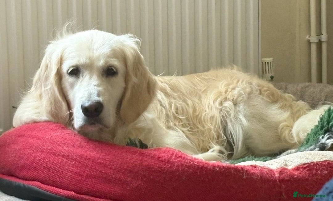Golden Retriever dogs for sale: KC Registered  boy from 5 Star Breeder  - Image 4