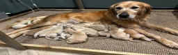 Golden Retriever dogs for sale: Golden Retriever Puppies for Sale / READY NOW!!!! - Advert 4