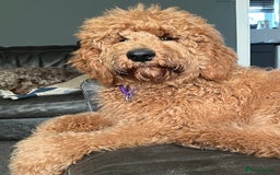 Labradoodle dogs for sale: Labradoodle 12th+ generation  - Image 4