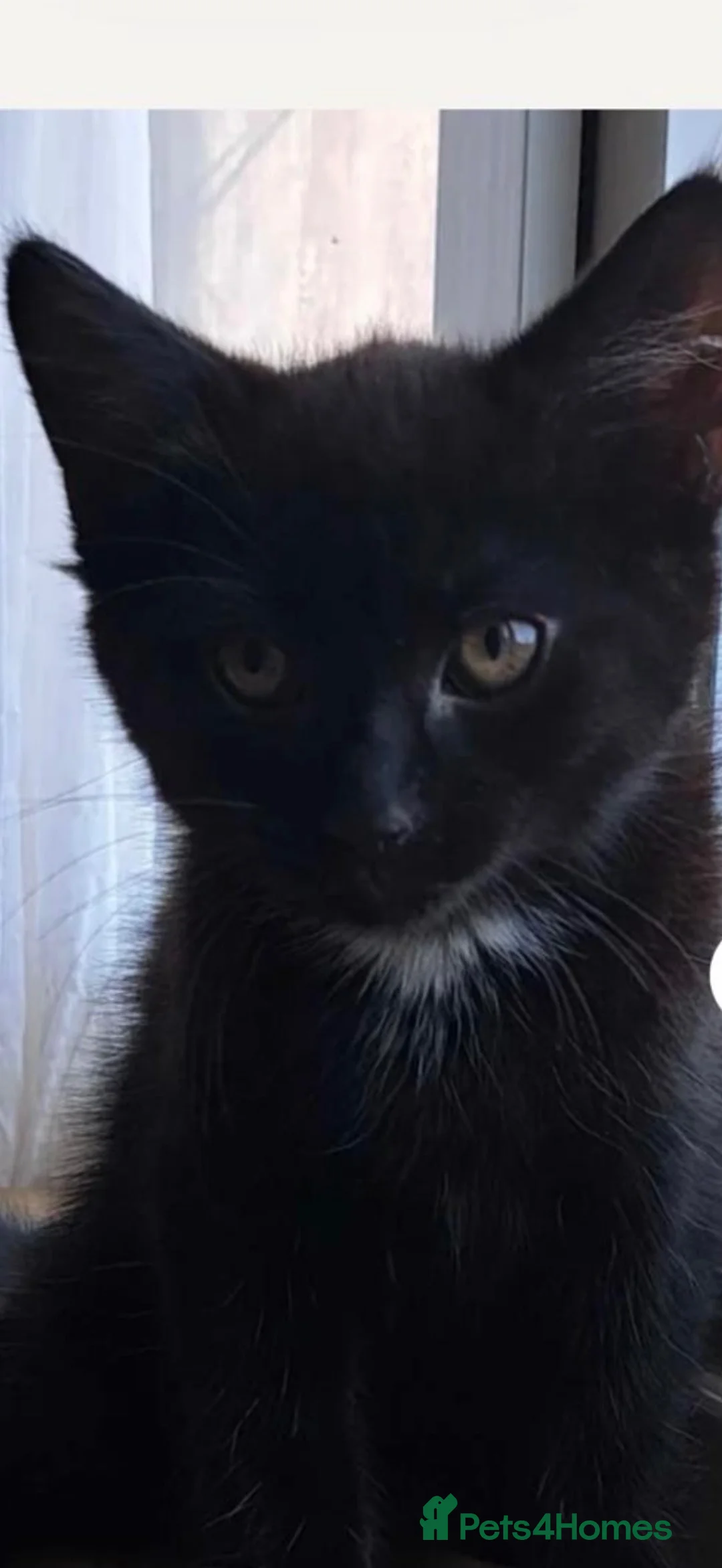 Mixed Breed cats for sale: Beautiful Pair Of Russian Blue Cross Kittens  - Advert 4