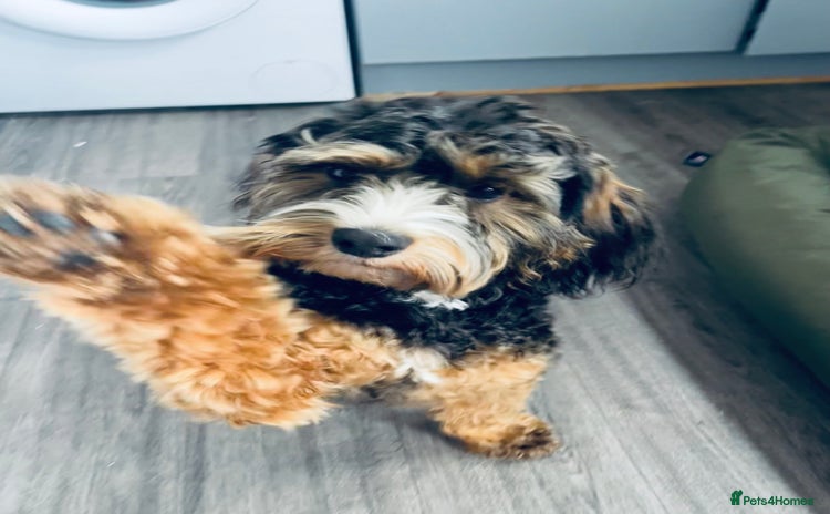 Cockapoo dogs Teddy- cockerpoo - Advert 1