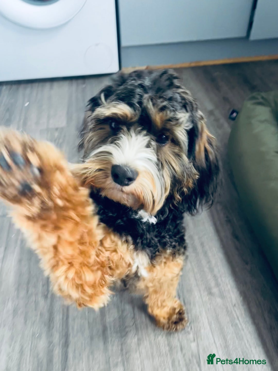 Cockapoo dogs for sale: Teddy- cockerpoo - Advert 1