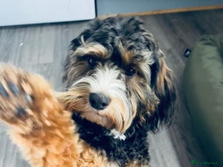 Cockapoo dogs Teddy- cockerpoo - Advert 1