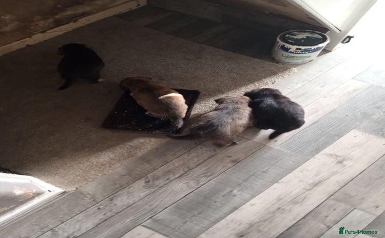 Mixed Breed dogs for sale - Advert 1