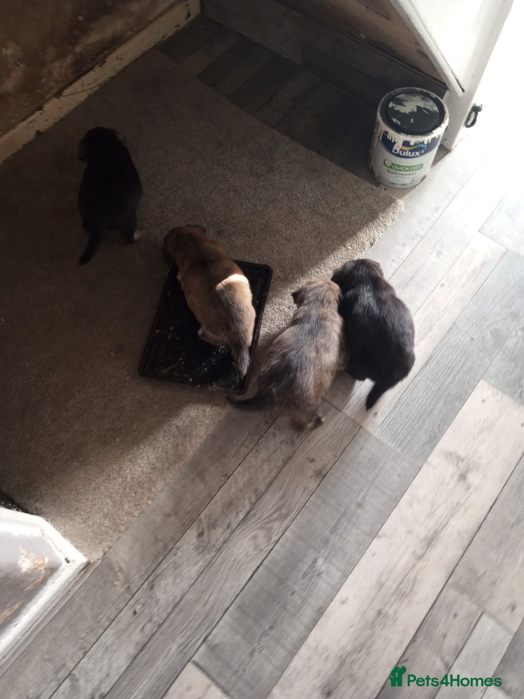Mixed Breed dogs for sale: Pups ready now - Image 1