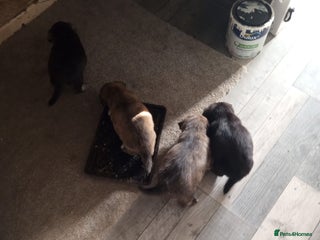 Mixed Breed dogs - Advert 28