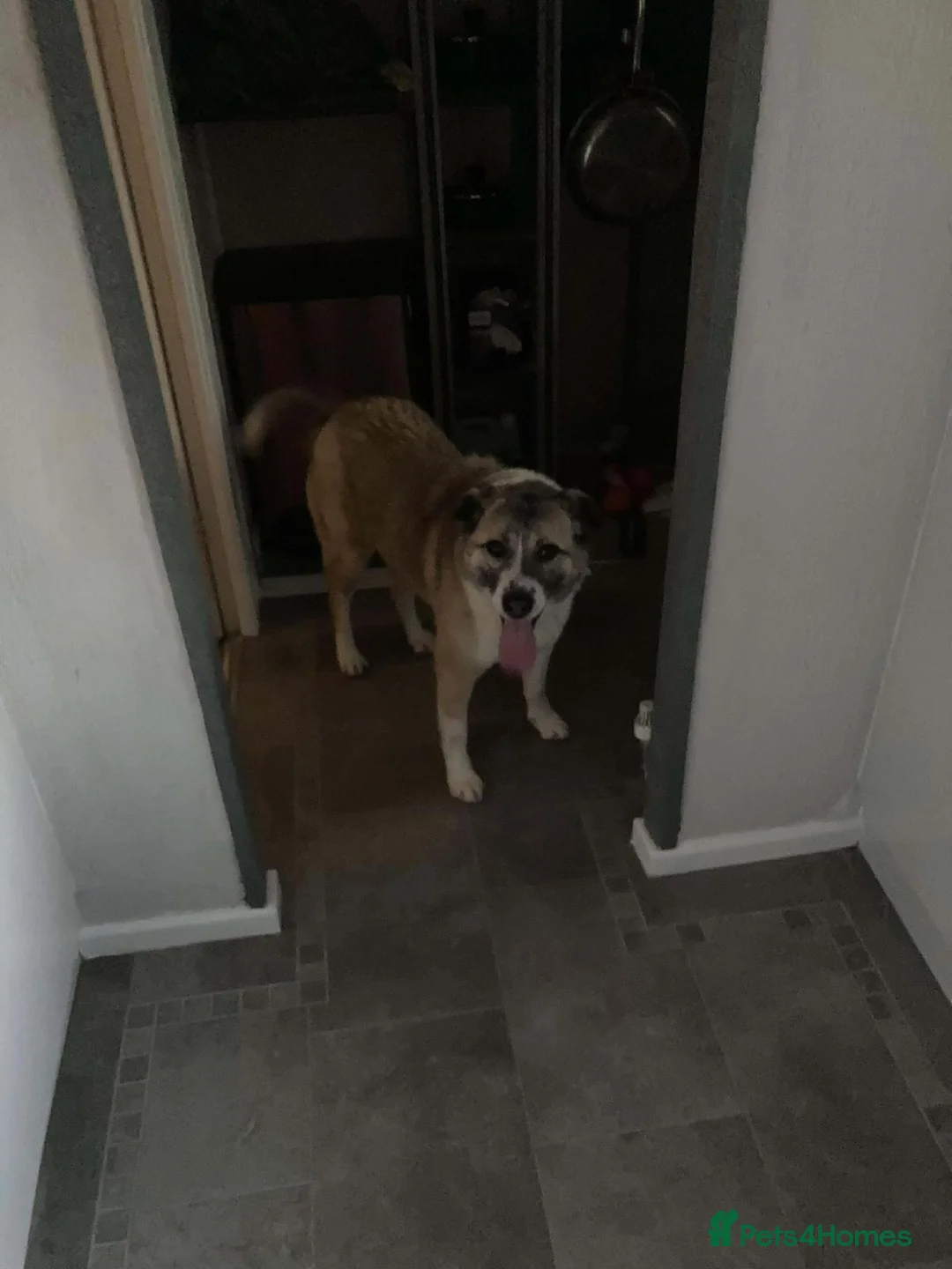 Mixed Breed dogs for sale: Pretty Princess - Advert 4