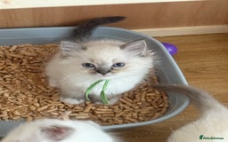 Ragdoll cats for sale: Gccf registered ragdoll kittens  - Image 24