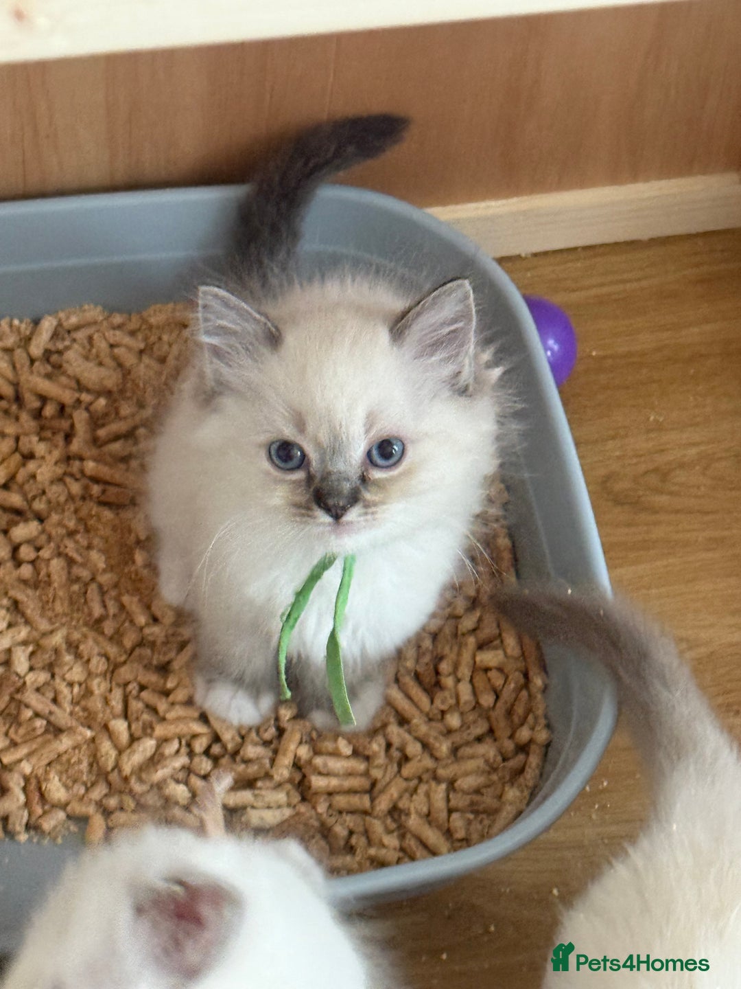 Ragdoll cats for sale: Gccf registered ragdoll kittens  - Image 24