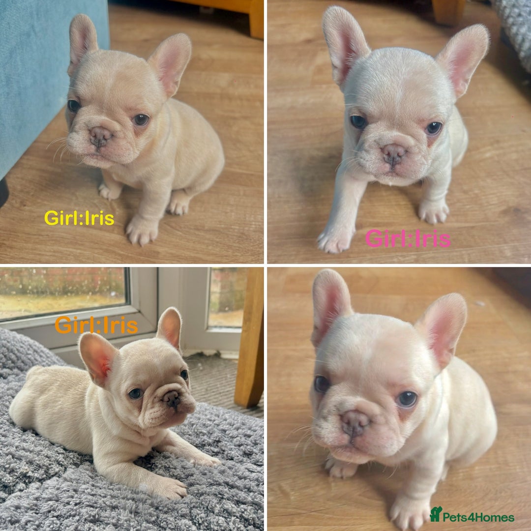 French Bulldog dogs for sale: Only 2 Girls left:French Bull Dog Puppies - Advert 3