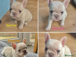 French Bulldog dogs Only 2 Girls left:French Bull Dog Puppies - Advert 18