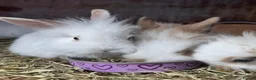 Lionhead rabbits for sale: 8-Week-Old Lionhead Rabbits – 2 Boys & 2 Girls in Mansfield - Advert 5