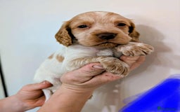 Cocker Spaniel dogs for sale: Beautiful Cocker Spaniel puppies - Image 5